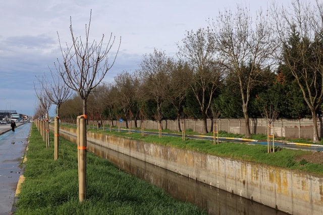 2 bin 500 ağaç Sakarya toprağıyla buluştu