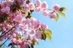 Sakarya'da Sakura Ağaçlarının Çiçeklenmesiyle Bahar Manzaraları Dikkat Çekiyor